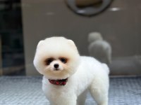 SAĞLIK VE IRK GARANTİLİ POMERANİAN KÖPEĞİ