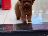 Teacup mikro Poodle bebeklerimiz