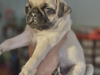 HAMBURGER SURAT GÜL KUYRUK PUG MOPS