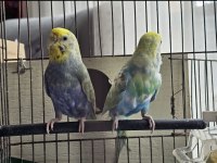 7 tane muhabbet rainbow muhabbet kuşu