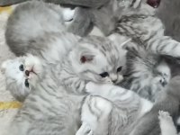 Anne sütünden kesildiler british scottish longhair yavrular