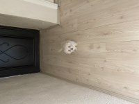 Acil ömürlük yuva aranıyor oyuncu aşıları tam terrier