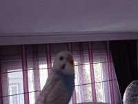 Yavru oyuncu muhabbetler