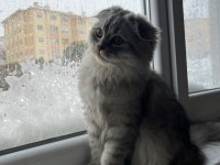 Erkek scottish fold silver tabby