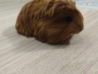 Ginepig yavrumuz