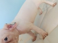 Uygun ve kaliteli yavrular french bulldog