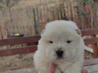 Premium Çin Aslanı Chow Chow Yavruları