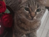 KEDİM KAYIP OLDU...