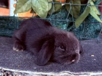 SAFKAN HOLLANDA TEDDY LOP TAVŞANLAR