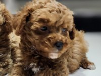 500 gram micro teacup yavruları orjinal ve safkan poodle