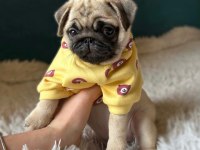 Üst kalite Pug Dişi