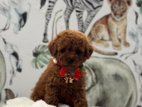 Kore Kan Poodle Bebekler