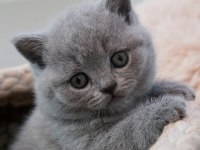 Sevgi pıtırcığı gri british shorthair