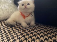 Uygun fiyatlı dişi scottish fold bebek