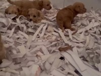 ŞEKER Mİ ŞEKER MALTİPOO ÇOCUKLAR