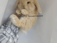 RENKLİ LOP ve CÜCE tavşan YAVRULARI ( evcil )