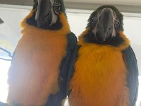 6 ile 10 aylık macaw papağanı