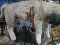 DEV GİBİ KÖPEKLER ARIYORSAN DOĞRU YERDESIN