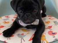 Sevimli Akıllı Pug Yavrumuz A kalite