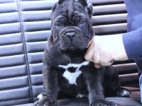 Fcı-Kıf Şecereli Safkan Cane Corso Köpekler