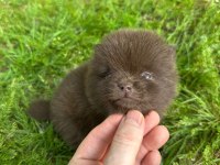 Pomeranian sıfır numara çikolata