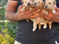 MALTİPOO KUCUK YAKISIKLILAR