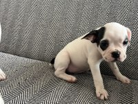 Mecburiyetten French Bulldog Yavrum Son Dişi