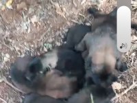 Belçika kurdu kalite asla tesadüf değildir