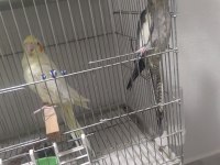 Petshop fiyatına sultan papağanı