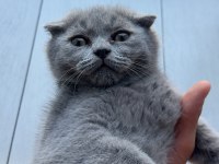 Scottish fold