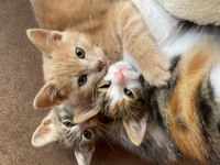 SEVGİ DOLU YAVRUCAK KEDİLER SICAK YUVA ARIYOR