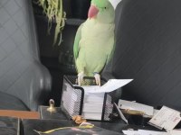MERAKLISINA ALEXANDER PRENSES