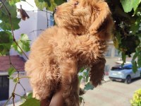 BEBEK YÜZLÜ ORİJİNAL MALTİPOO YAVRULAR