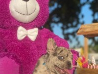 Merle french bulldog bebeklerimiz