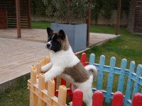 %100 Akita  Inu Yavruları  Üst kalite
