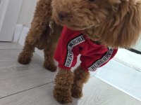Kahverengi kore toy poodle