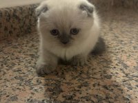 Blue Point Scottish Fold Yavrular