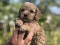 KG GARANTİLİ MALTİPOO BEBEKLER