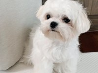 0 NUMARA KORE ERKEK MALTESE