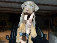 TESLİME HAZIR DOBERMAN KÖPEKLER