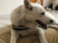 Sibirya kurdu husky 7 aylık