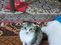 Kırık kulak scottish fold kedimiz