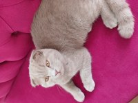 Oyuncu scottish fold oğlan yeni yuvasını arıyor