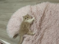 Chinchilla 2 aylık güzel yavrumuz