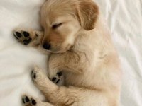 Golden Retriever Yavrular İçin Ulaşabilirsiniz
