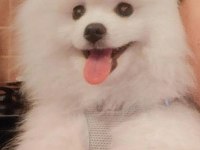 Akıllı Boby Pomeranian Boo