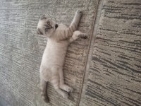 Scottish Fold