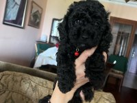 50 günlük toy poodle dişi