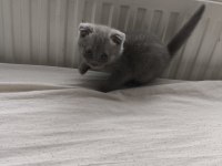 Orjinal Scottish Fold Bebek