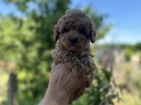 3 AŞILI TOY POODLE